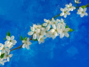  Добро јутро децо: Трешњин цвет 