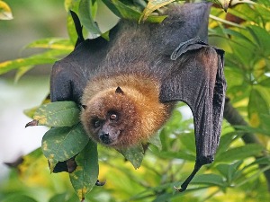 Опасне везе: Зашто су слепи мишеви и људи ближи него икад