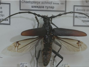 РТС Лаб: Ко се боји буба још?