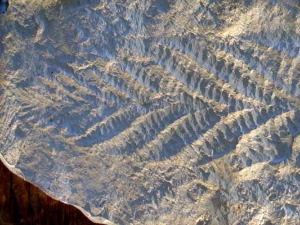 Пронађени трагови најстаријег оброка у фосилу старом 550 милиона година