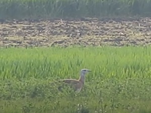 Велика дропља је „рођени фармацеут“ и тачно зна када коју лековиту биљку треба да кљуцне