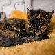 Мачка за коју је процењено да има 120 година добила Гинисово признање