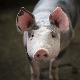 Zašto svinje u soliteru nekoga raduju - a druge ozbiljno zabrinjavaju