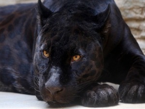 Ловци претражују околину Фекетића због снимка на којем је наводно црни пантер 