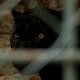 Још једна дојава о пантеру, ловочувари претражили терен у Врбасу Још једна дојава о пантеру, ловочувари претражили терен у Врбасу