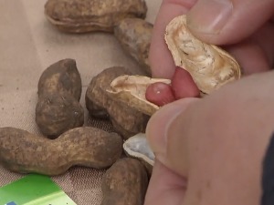 Крстоношићи из Кикинде гаје кикирики, какав је принос на нашим просторима