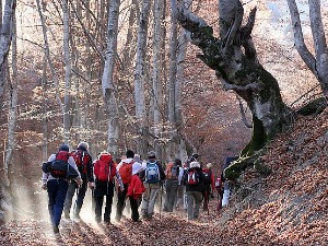 Траг-Између покрета и спорта