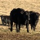 Златиборски пашњаци идеални за узгој  црних агнус говеда
