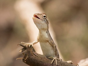 Да ли ће гуштер из витрине у Лондону вратити време