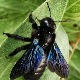 Eko minijature - srećna planeta: Pčela drvenarica