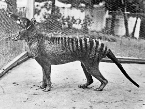 Био им „испред носа" - где су остаци последњег тасманијског тигра на свету