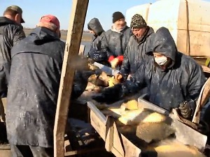 Велика потражња рибе – високе цене