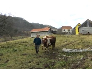 Рашко из Горњих Караклија, прави горштак са Таре
