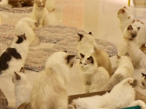 Мачке, штенци и зеке у Њујорку више нису на продају