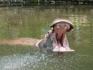 Двогодишњи дечак преживео напад нилског коња