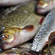Појачана контрола пред празнике - савети ветеринарске инспекције о куповини рибе