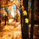 Ритам раног јутра