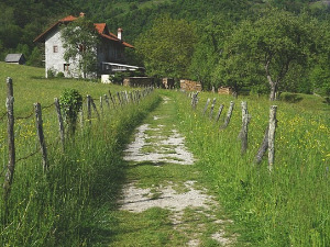  1001 Траг - Ливада је моја успомена - Раша Павловић 