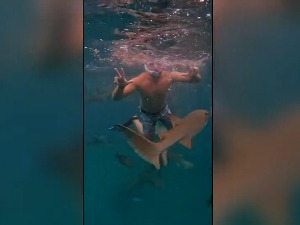 Стефан Момчиловић - пливање с ајкулама по укусу „инстант" генерације