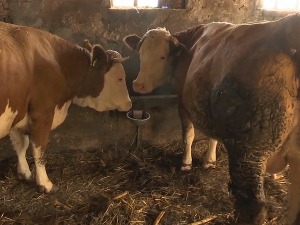 Како је породици Јанковић остала празна штала, али и новчаник