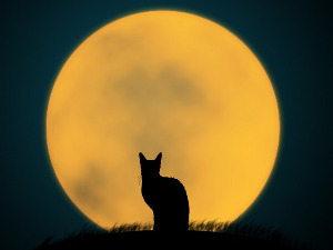  Добро јутро децо: Клупко које се не зауставља 