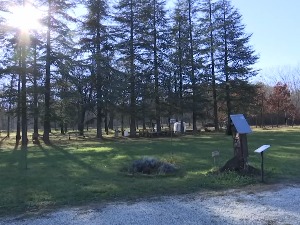 Када ледена краљица четинара добије новогодишње рухо – раскош Панчићеве оморике