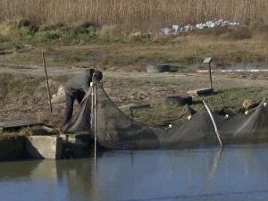 Крађа рибе један од највећих проблема за произвођаче