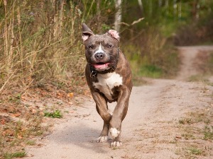 Пси који су усмртили Радосављевића смештени у Ветерину Београд, испитују се околности напада