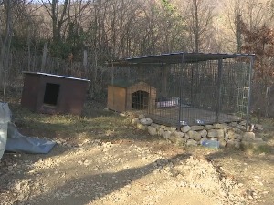 Плац са псима који су усмртили Радосављевића није ограђен – како су се нашли ван боксова