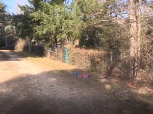 Случај Велика Иванча – не треба се плашити паса, већ неодговорних власника, поручују стручњаци