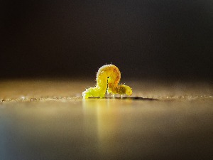 Црви „на соларни погон“ показују нам како бисмо могли да живимо дуже и здравије