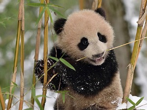 Клима да нам штима – Медведи