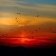 Зашто треба да учествујете у „попису” птица Србије