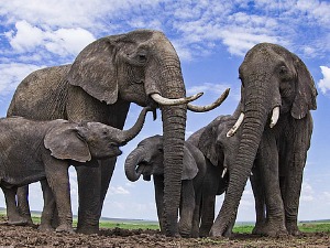 Клима да нам штима – Слонови