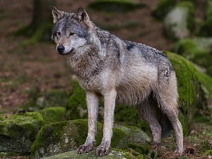 Клима да нам штима - Вукови