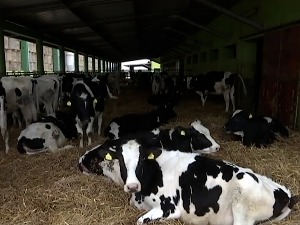 Чије је наше млеко, зашто се произвођачима више исплати увезено него домаће