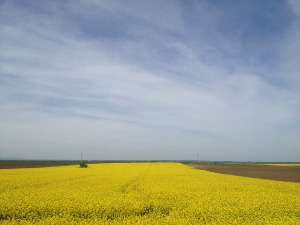 Фолдер Србија: Воћка, симбол Србије