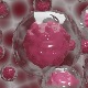 Transplantacija matičnih ćelija