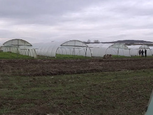 У Житорађи и салата рађа, више од пет стотина младих пољопривреника узгаја рано поврће