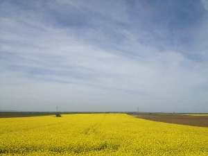 	Фолдер Србија: Топови 