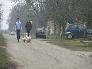 Траг у простору-Пут перјем посут