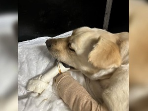 Женки лабрадора неко покушао да одсече шапе, у току лечење и потрага за домом