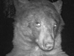 Upoznajte crnog medveda koji je napravio 400 selfija
