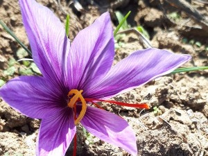 Квадратура круга-Шафран и лов на тартуфе