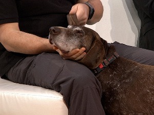 Насиље над животињама последица поремећаја личности, стручњаци сматрају да су казне благе