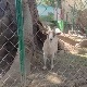 Директор зоолошког врта у Мексику послужио патуљасте козе на новогодишњој забави