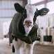Kinezi prave superkrdo – klonirali tri krave izuzetne mlečnosti 