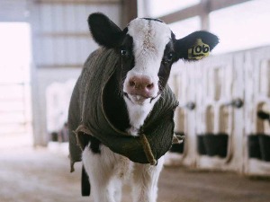 Кинези праве суперкрдо – клонирали три краве изузетне млечности 