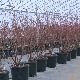 Боровница из пластеника – холандска технологија пуни гајбе