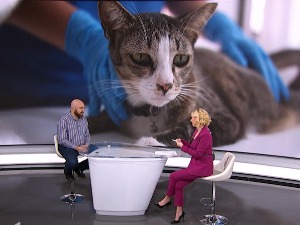 Психотерапеут Боровница: "Аларм на квадрат" је када дете од 12 година малтретира животињу